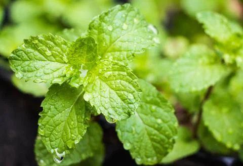 Mint in field Stock Photos