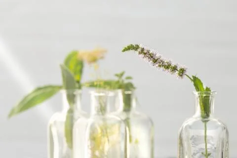 Mint flower in bottle Stock Photos