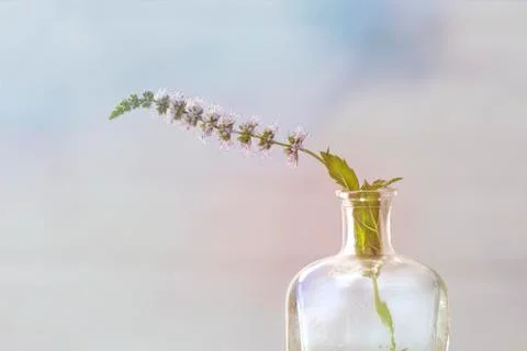 Mint flower in bottle Stock Photos