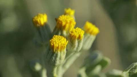 Mint flower Video stock 139557921