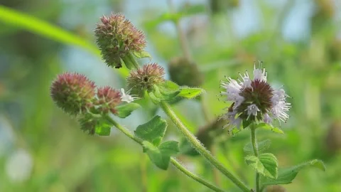Mint flower Stock Footage 139557922