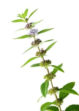 Mint flower Stock Photos
