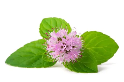 Mint with flower Stock Photos