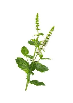Mint  flower on white Stock Photos