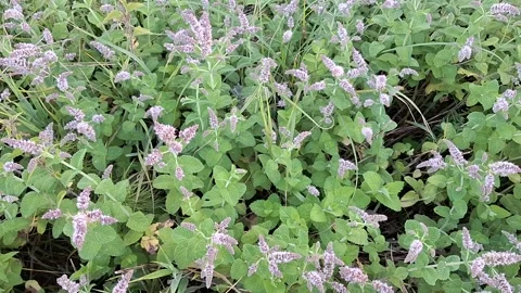 Mint in flowering season  Stock Footage 249055553