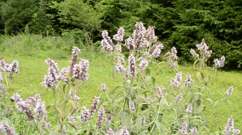 Mint flowers with bees and other insects flying around them Video stock 54131073