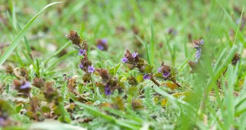 Mint flowers Stock Photos