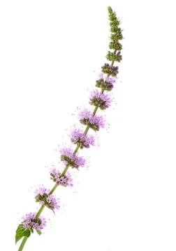 Mint  flowers Stock Photos