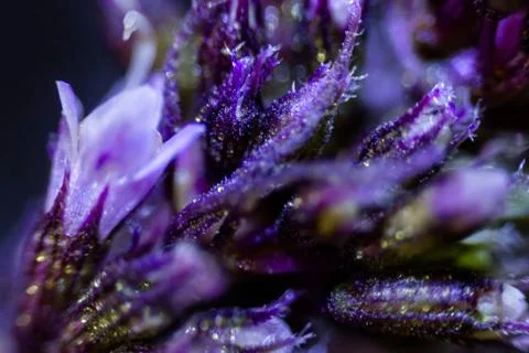 Mint flowers 스톡 사진