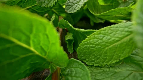 Mint foliage on wooden table for preparing tea. Camera moving backwards showing Stock Footage 131671466