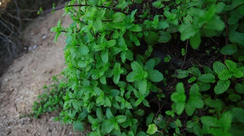 Mint 스톡 동영상 26017539