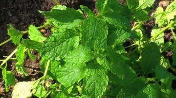 Mint Vidéo 85690561