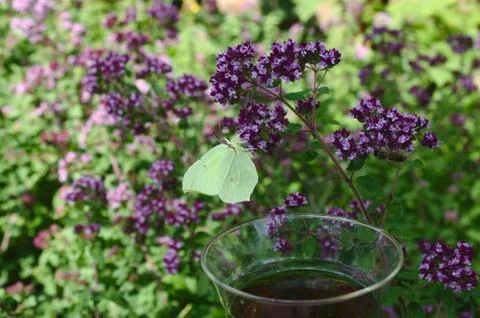 Mint in the forest and mint tea Stock Photos