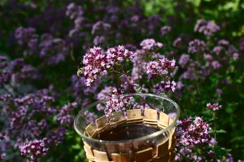 Mint in the forest and mint tea Stock Photos