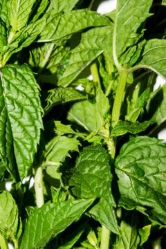 Mint is fragrant.Fresh mint background. Stock Photos
