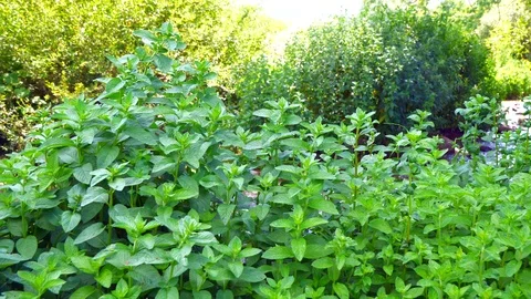 Mint. Fresh mint leaf background close up. Growing mint close up Stock Footage 111416440