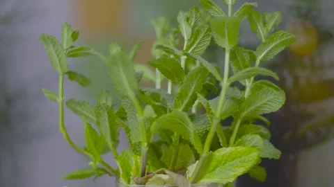Mint. Fresh mint leaf background closeup. Growing organic mint close up Stock Footage 240122183