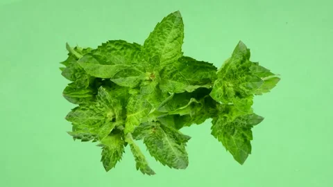Mint. Fresh mint leafs on green mirror. Stock Footage 161065088