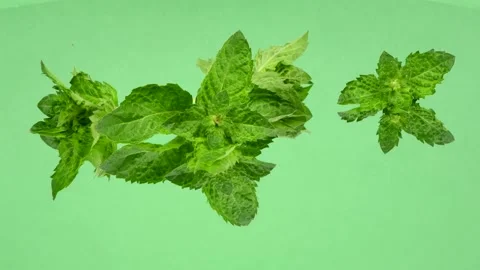 Mint. Fresh mint leafs on green mirror. Stock Footage 161065206