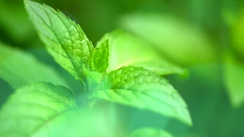 Mint. Fresh mint leaves background. Growing organic mint closeup. Gardening Stock Footage 92168156