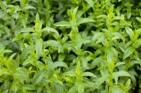 Mint in a garden Stock Photos