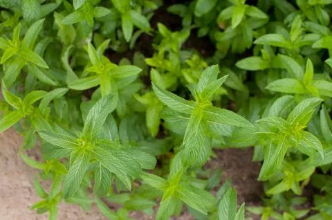 Mint in a garden Stock Photos