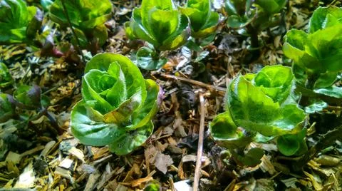Mint in the garden Stock Photos