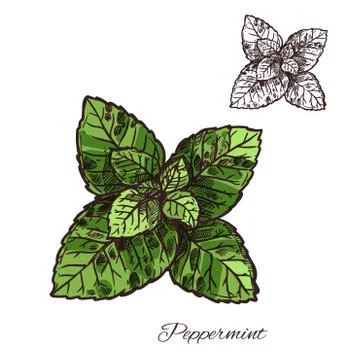 Mint green leaf sketch of peppermint or spearmint Stock Illustration