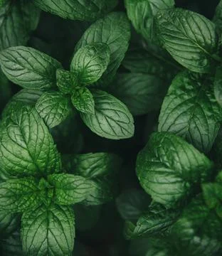 Mint green leaves pattern background Fotos Stock