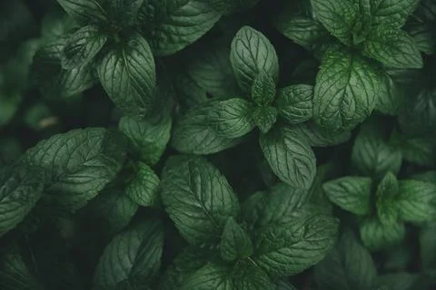 Mint green leaves pattern background Stock-Fotos