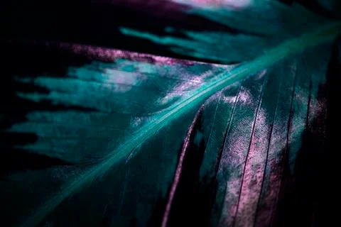 The mint green striped leaf texture with purple shade was shot in macro style Foto stock