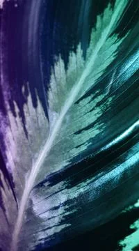 The mint green striped leaf texture with lilac gradient was shot in macro style Foto stock