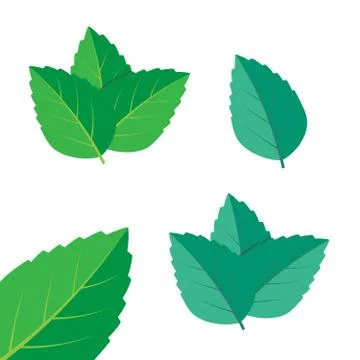 Mint green vector illustration set. Mint logo vector Stock Illustration