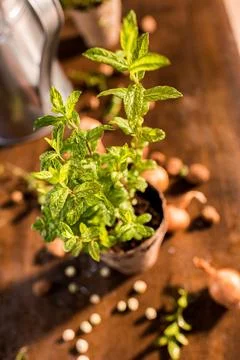 Mint growing in a flowerpot Stock Photos