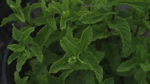 Mint Growing in Garden - Close Up Video stock 34480482