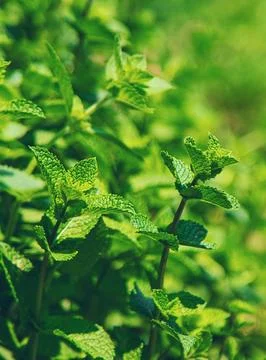 Mint growing in the garden. Selective focus. Stock Photos