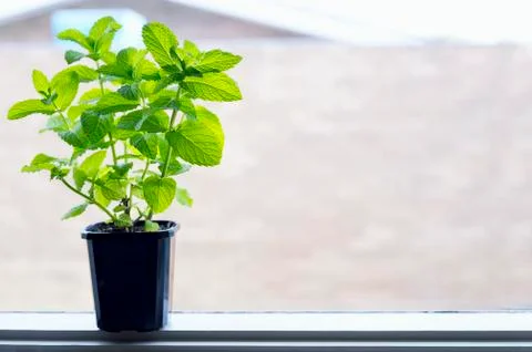 Mint growing on the pot on window. Stock Photos
