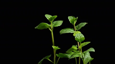 Mint Growing Time-lapse Stock Footage 62337170