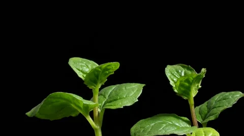 Mint Growing Time-lapse Video stock 62338313
