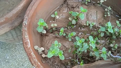 Mint grown in house Video stock 151066412