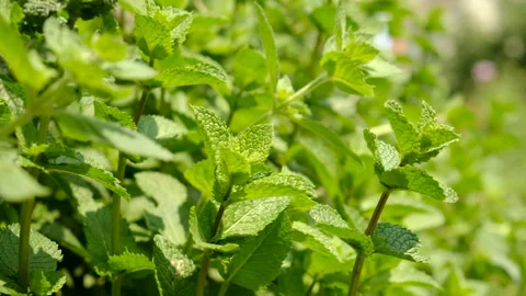 Mint grows in the garden. Selective focus. Stock Footage 276650804