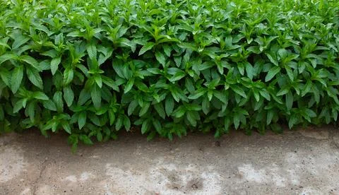 Mint grows in the garden in spring in April Stock Photos