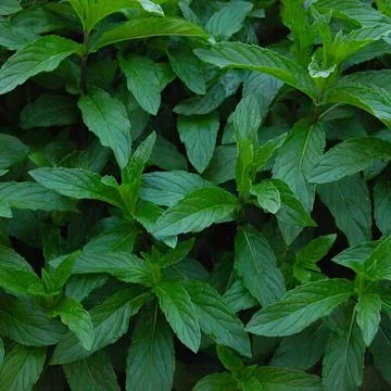 Mint grows in the garden in spring in April Stock Photos