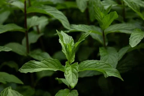 Mint grows in the garden in spring in April, for making mint tea Stock Photos