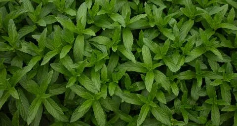 Mint grows in the garden in spring in April, for making mint tea Stock Photos