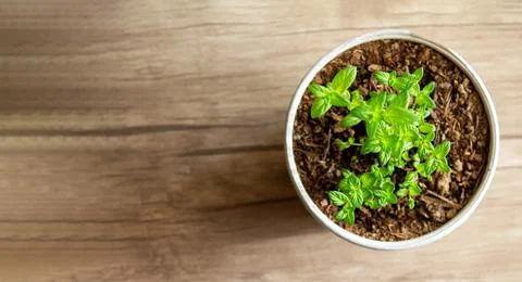 Mint grows in a pot, decorating the interior, creating an eco-friendly envi.. Stock Photos