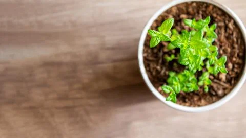 Mint grows in a pot, decorating the interior, creating an eco-friendly envi.. Stock Photos