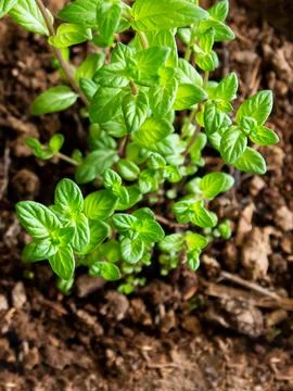Mint grows in a pot, decorating the interior, creating an eco-friendly envi.. Stock Photos