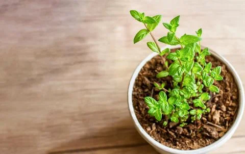 Mint grows in a pot, decorating the interior, creating an eco-friendly envi.. Stock Photos