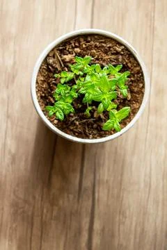 Mint grows in a pot, decorating the interior, creating an eco-friendly envi.. Stock Photos